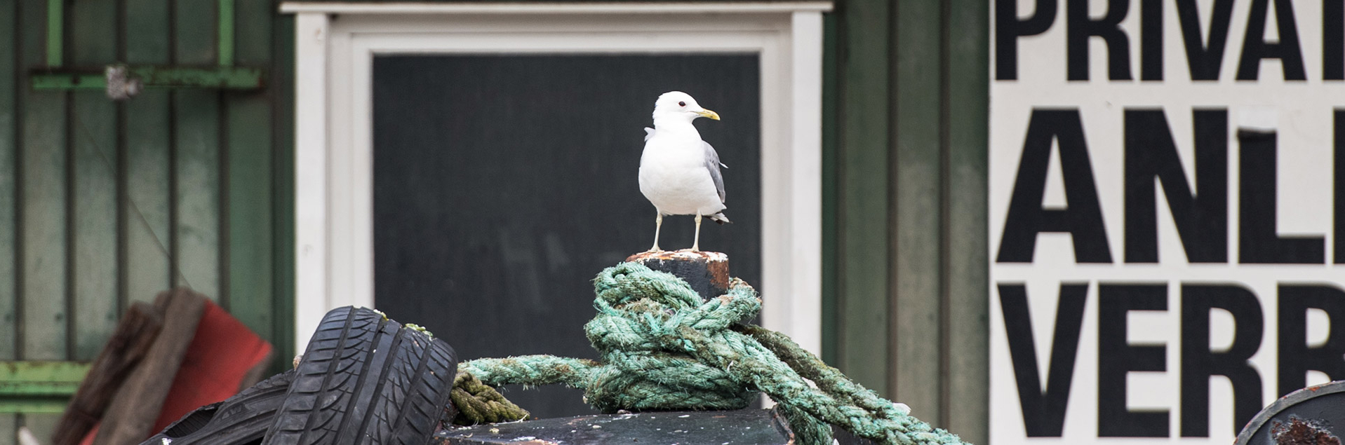 Hamburg port sea gull